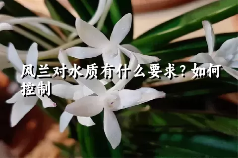 风兰对水质有什么要求？如何控制