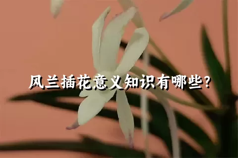 风兰插花意义知识有哪些？