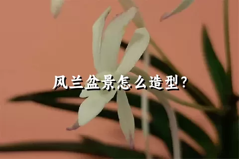 风兰盆景怎么造型？