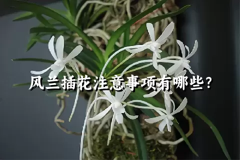 风兰插花注意事项有哪些？