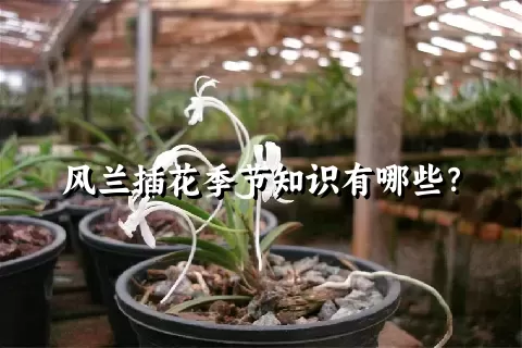 风兰插花季节知识有哪些？