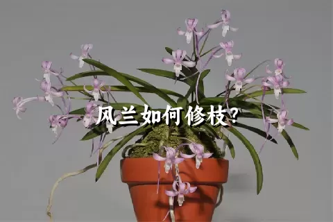 风兰如何修枝？