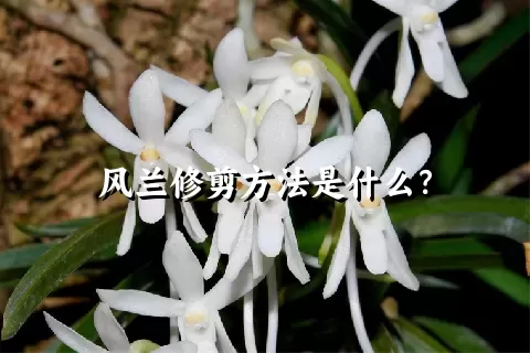 风兰修剪方法是什么？