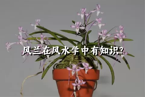 风兰在风水学中有知识？