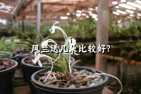 风兰送几朵比较好？