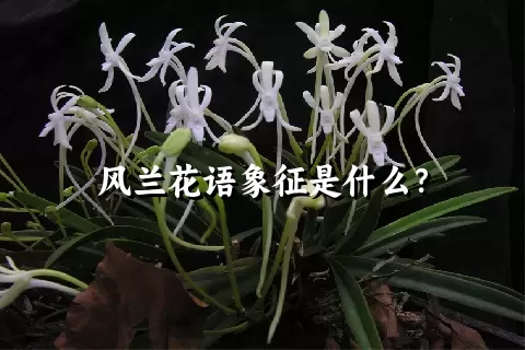 风兰花语象征是什么？