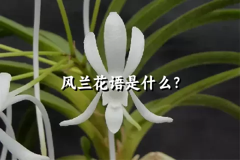 风兰花语是什么？