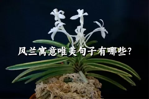 风兰寓意唯美句子有哪些？