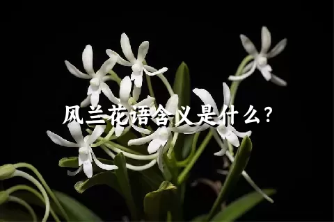 风兰花语含义是什么？