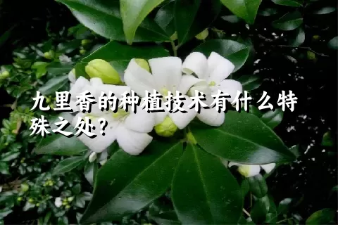 九里香的种植技术有什么特殊之处？