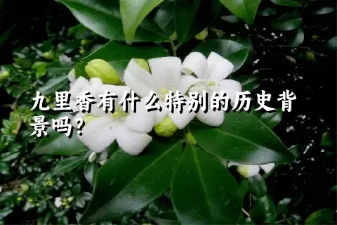 九里香有什么特别的历史背景吗？