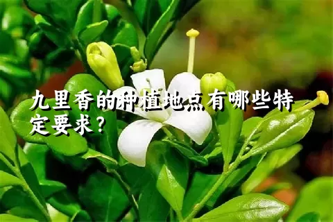 九里香的种植地点有哪些特定要求？