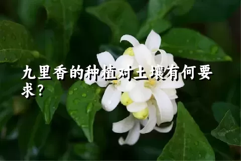 九里香的种植对土壤有何要求？