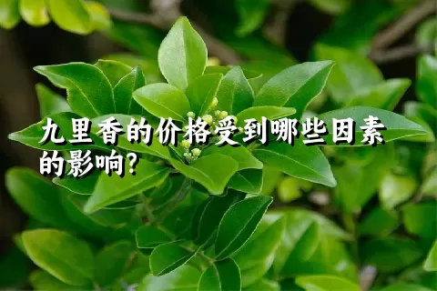 九里香的价格受到哪些因素的影响？