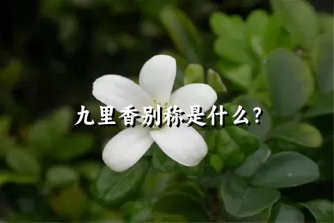 九里香别称是什么？