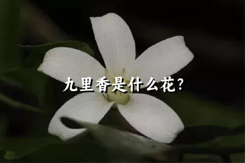 九里香是什么花？