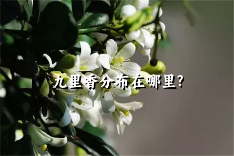 九里香分布在哪里?