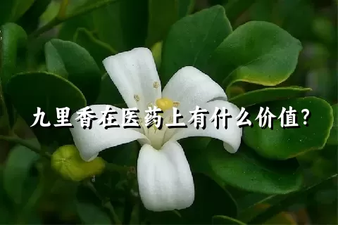 九里香在医药上有什么价值？