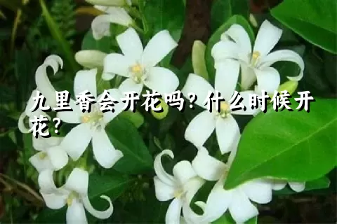 九里香会开花吗？什么时候开花？