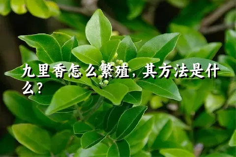 九里香怎么繁殖，其方法是什么？