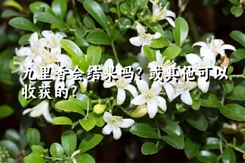 九里香会结果吗？或其他可以收获的？