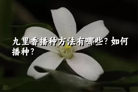 九里香播种方法有哪些？如何播种？