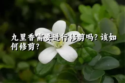 九里香需要进行修剪吗？该如何修剪？