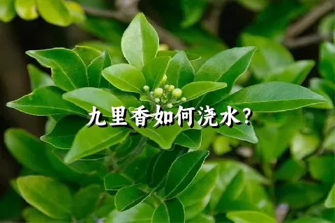 九里香如何浇水？