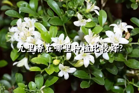 九里香在哪里种植比较好？