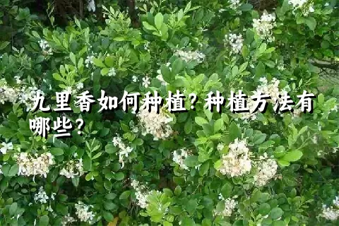 九里香如何种植？种植方法有哪些？