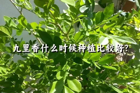 九里香什么时候种植比较好？