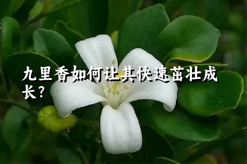 九里香如何让其快速茁壮成长？