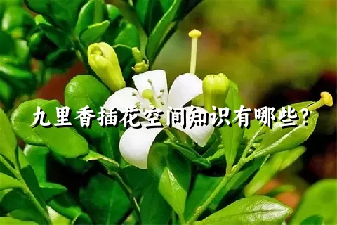 九里香插花空间知识有哪些？