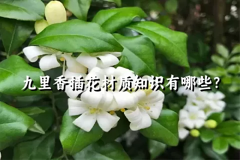 九里香插花材质知识有哪些？