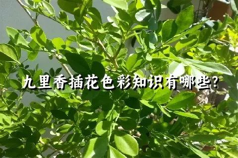 九里香插花色彩知识有哪些？