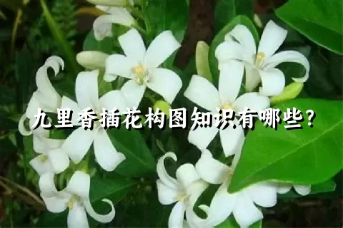 九里香插花构图知识有哪些？