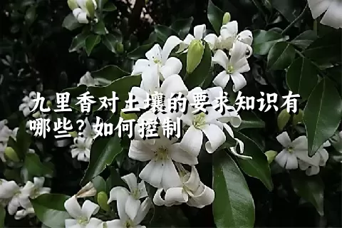 九里香对土壤的要求知识有哪些？如何控制