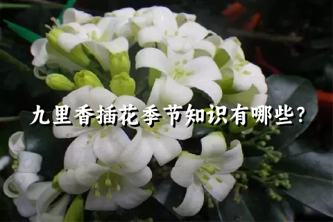 九里香插花季节知识有哪些？