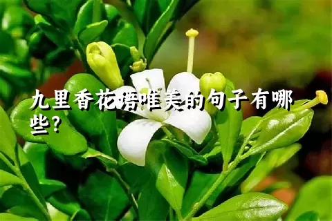 九里香花语唯美的句子有哪些？