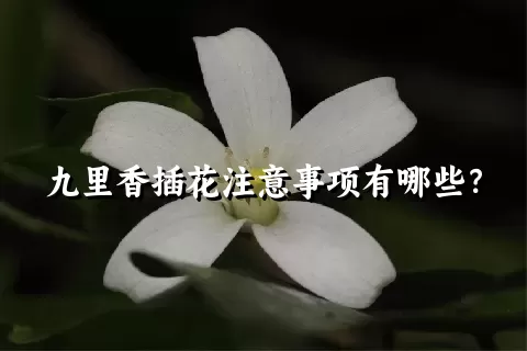 九里香插花注意事项有哪些？