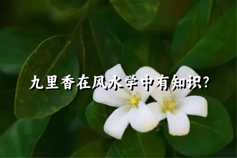 九里香在风水学中有知识？