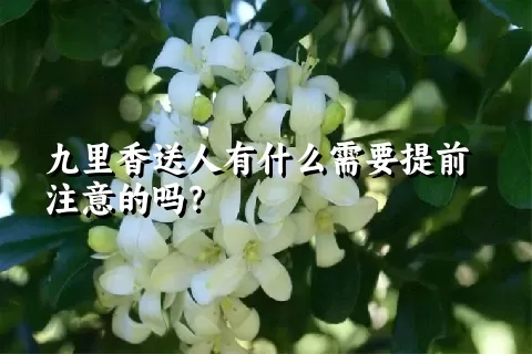 九里香送人有什么需要提前注意的吗？