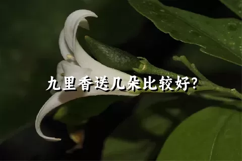 九里香送几朵比较好？