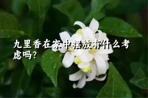 九里香在家中摆放有什么考虑吗？