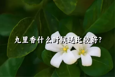 九里香什么时候送比较好？