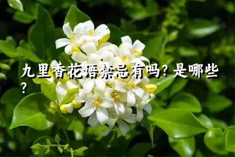 九里香花语禁忌有吗？是哪些？