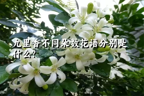 九里香不同朵数花语分别是什么？