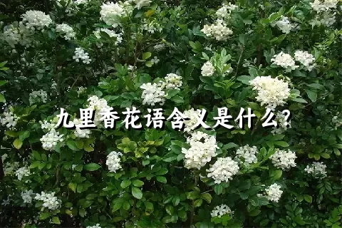 九里香花语含义是什么？