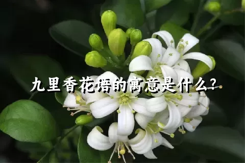 九里香花语的寓意是什么？