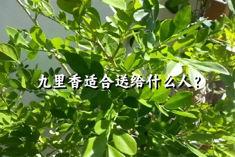 九里香适合送给什么人？